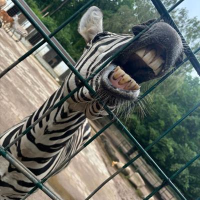 Klasse 2c im Tierpark Gettorf, 31.05.2024