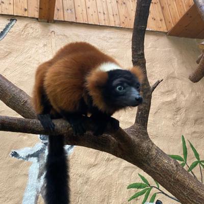 Klasse 2c im Tierpark Gettorf, 31.05.2024