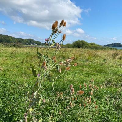 Klasse 4d in Haithabu, 30.08.2021
