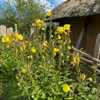 Klasse 4d in Haithabu, 30.08.2021