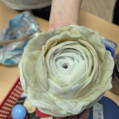 Watteblumen in der 3d, 20.03.2025