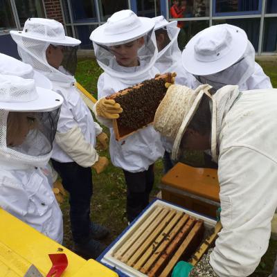 Erste Angebotsstunde mit den Bienen, 02.05.2019