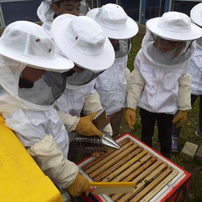 Braunes Volk - mit Smoker und Besen werden die Bienen in die Beute gebracht, 09.05.2019