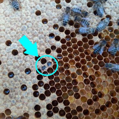 Zwei Bienen schlüpfen aus der Brutwabe, 16.05.2019