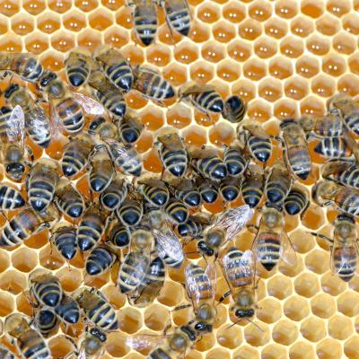 Bienen auf einer Honigwabe, 23.05.2019