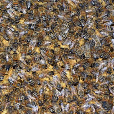 Bienen auf einer Honigwabe, 23.05.2019