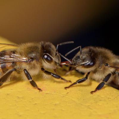 Jungbiene wird von einer Arbeiterin gefüttert, 23.05.2019