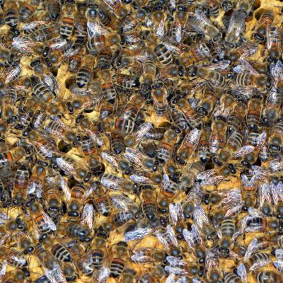 Bienen auf verdeckelter Arbeiterinnenbrut, 23.05.2019