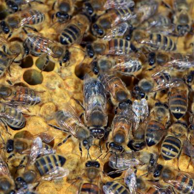 Bienen auf verdeckelter Arbeiterinnenbrut, 23.05.2019