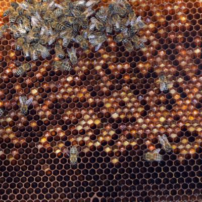 Durchsicht der Bienen - eingelagerte Pollen, 23.05.2019