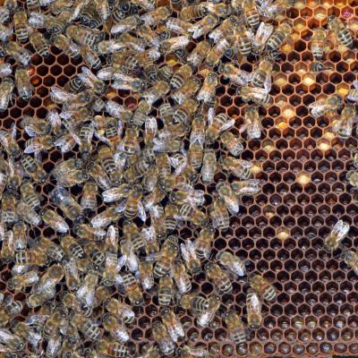Durchsicht der Bienen, 23.05.2019