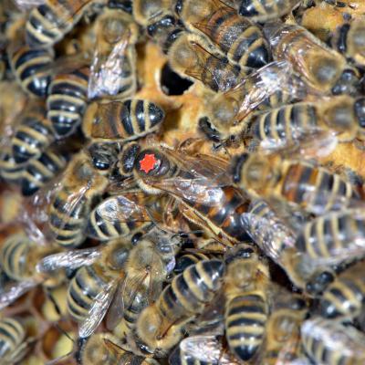 Die schwächelnde Königin aus dem braunen Volk. 23.05.2019