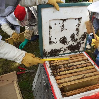 Die Bienen werden nach der Durchsicht zurück in die Beute gefegt, 23.05.2019