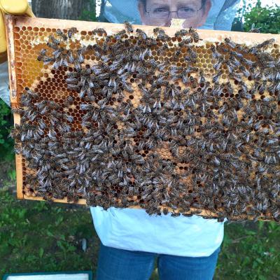 Durchsicht der Bienenvölker, 29.05.2019