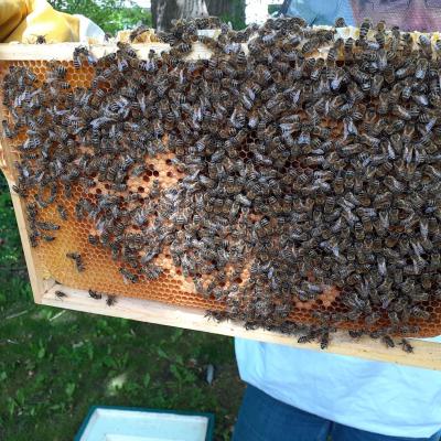 Durchsicht der Bienenvölker, 29.05.2019