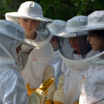 Die Jung-Imker untersuchen die Bienen, 29.08.2019