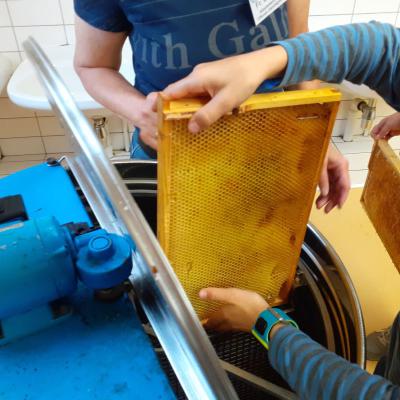 Die entdeckelten, mit Honig gefüllten Waben werden in die Schleuder gestellt, 26.09.2019